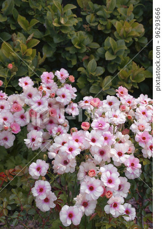 Ranunculus Lux 96293666