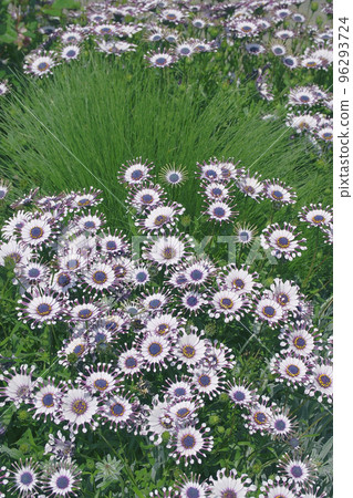 藍眼菊 藍眼菊 96293724