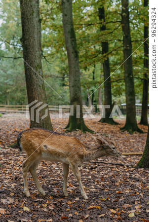 Female Red deer stag in Lush green fairytale growth concept foggy forest landscape image 96294324