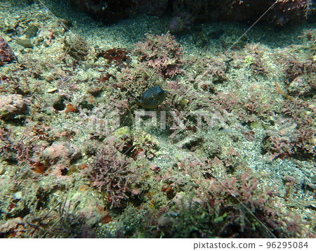 Boxfish juvenile Boxfish juvenile 96295084