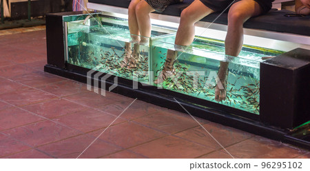 Foot massage in aquarium by fish in Thailand Foot massage in aquarium by fish in Thailand 96295102