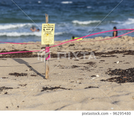 Sea turtle nest Sea turtle nest 96295480