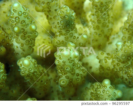 Coral of Hayama Coral of Hayama 96295597