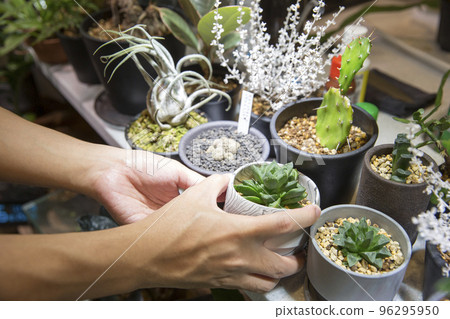 Hands of a young man tending his hobby succulents 96295950
