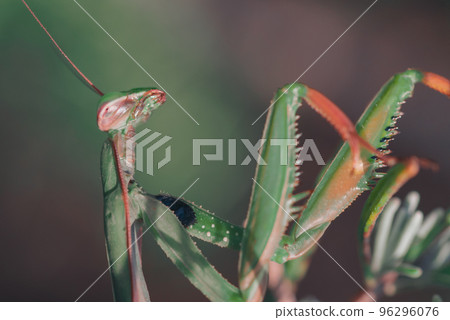 Large insect praying mantis among the grass 96296076