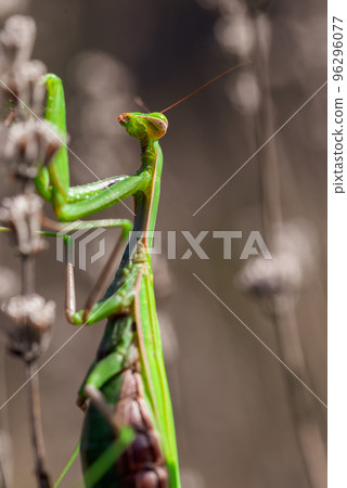 Big green praying mantis on dried lavender flowers 96296077