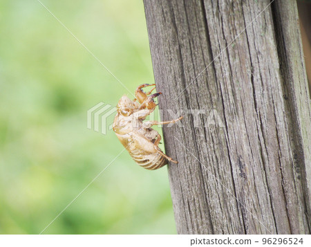 A cicada's shell perched on a tree A cicada's shell perched on a tree 96296524