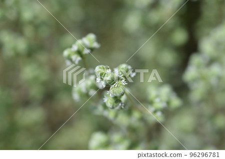 Sweet marjoram Sweet marjoram 96296781