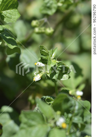 European black nightshade European black nightshade 96296790