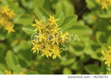 Orange Stonecrop Weihenstephaner Gold 96296791