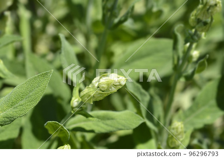 White-flowered common sage White-flowered common sage 96296793