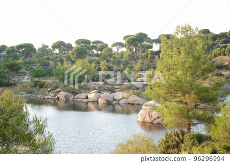 Stone pine forest on a sunny day, Aegean Region, Turkey 96296994