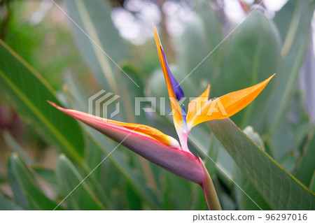 Bird of paradise flower that blooms beautifully Bird of paradise flower that blooms beautifully 96297016