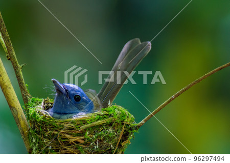 Black-naped Monarch 96297494