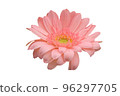 Beautiful flower on a white background 96297705