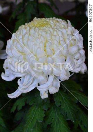 彌彥菊花節的大菊花 彌彥菊花節的大菊花 96297897