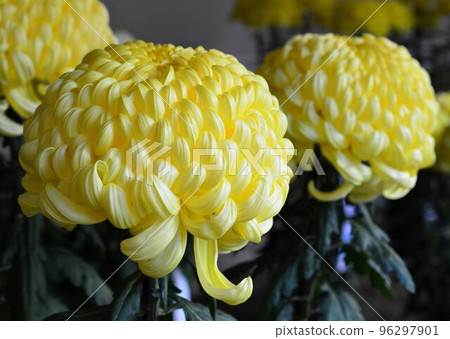 彌彥菊花節的大菊花 彌彥菊花節的大菊花 96297901