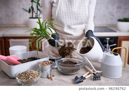 Woman replanting Dracaena house plant at home 96298762