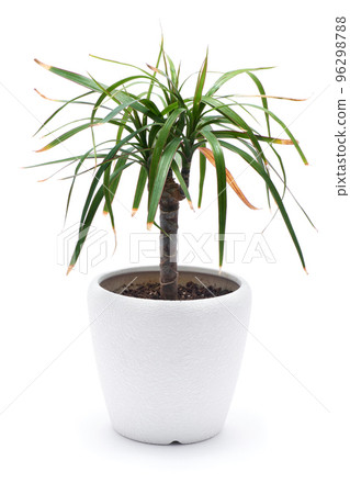 Dracaena house plant in a pot isolated on white background Dracaena house plant in a pot isolated on white background 96298788