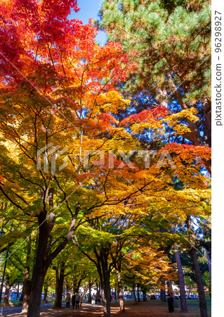秋天在札幌市和北海道大學看到的紅色和黃色的秋葉和清澈的藍天 秋天在札幌市和北海道大學看到的紅色和黃色的秋葉和清澈的藍天 96298927