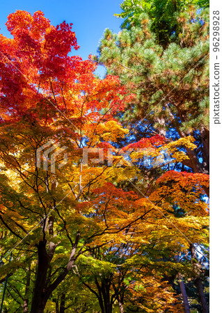 Red and yellow autumn leaves and clear blue sky seen in Sapporo City and Hokkaido University in autumn 96298928