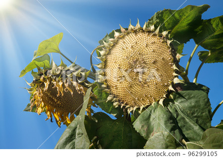 Sunflower pecked by birds against the sky Sunflower pecked by birds against the sky 96299105