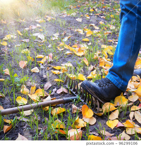 Male foot steps on a lying rake Male foot steps on a lying rake 96299106