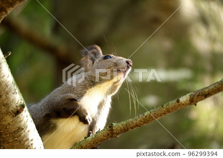 Ezorisu Ezorisu 96299394