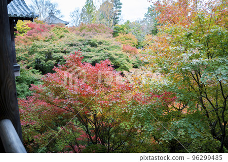 京都府京都市秋天的東福寺、紅葉和通天橋 京都府京都市秋天的東福寺、紅葉和通天橋 96299485