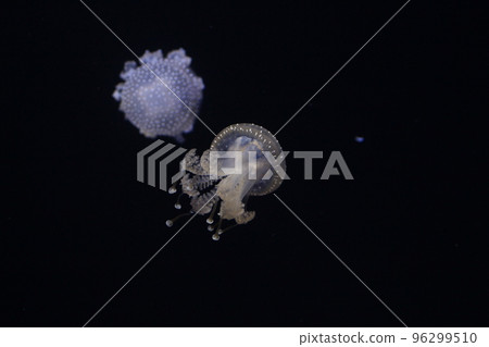 Jellyfish 96299510