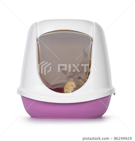 Maine Coon in litterbox on white Maine Coon in litterbox on white 96299929
