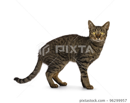 House cat on white background 96299957