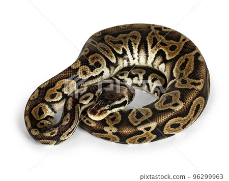 Ball python snake on white background Ball python snake on white background 96299963