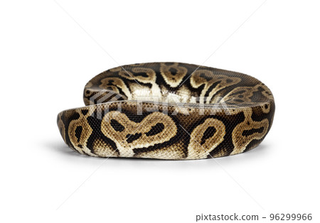 Ball python snake on white background 96299966