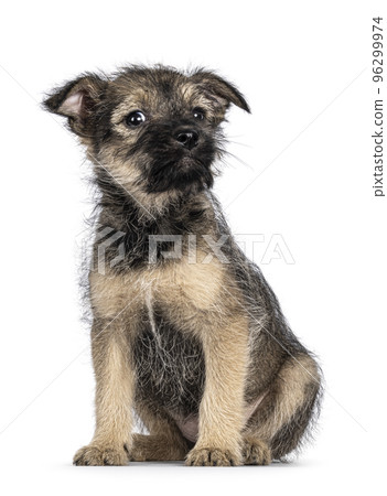 Brown stray puppy dog on white background 96299974