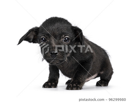 Black stray pup on white background Black stray pup on white background 96299980