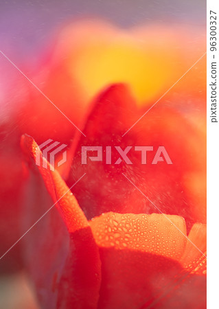 Red Tulip flower in close up 96300327