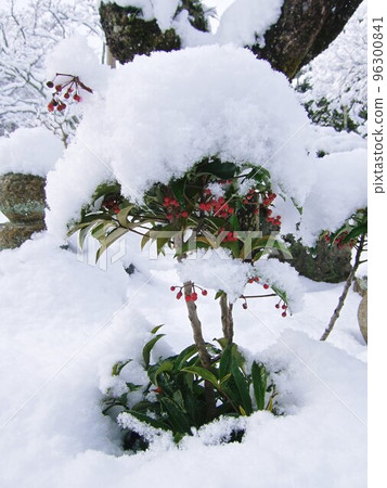 Nanten at Ohara Jakko-in in the snow in Kyoto Nanten at Ohara Jakko-in in the snow in Kyoto 96300841