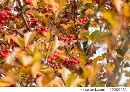 Red hawthorn berries crop in sunny autumn leaves 96300981