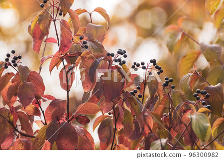 Common dogwood shrub in autumn with black berries 96300982