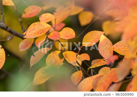 Autumn yellow colorful leaves in greenery close-up Autumn yellow colorful leaves in greenery close-up 96300990
