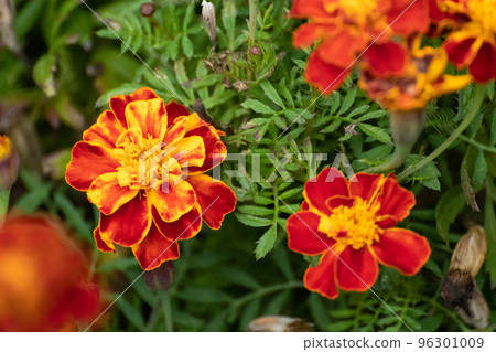Marigold, orange Tagetes flowers with green leaves Marigold, orange Tagetes flowers with green leaves 96301009