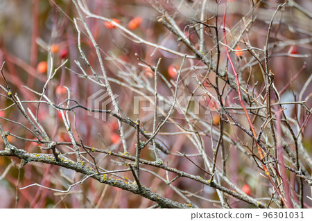Dog rose bright red fruits on branches in autumn 96301031