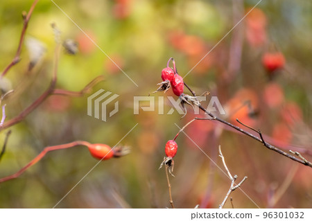 Dog rose vibrant red berries, autumn close-up Dog rose vibrant red berries, autumn close-up 96301032