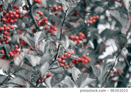 Red hawthorn berries on a tree branch. Colorless Red hawthorn berries on a tree branch. Colorless 96301033