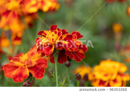 Marigold close-up, Tagetes flowers blooming Marigold close-up, Tagetes flowers blooming 96301088