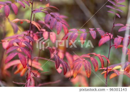 Autumn red colorful leaves close-up with blur Autumn red colorful leaves close-up with blur 96301143