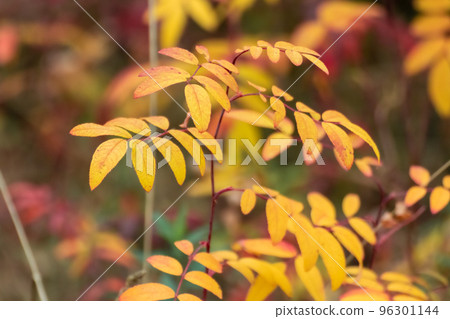 Autumn yellow colorful leaves with blur close-up Autumn yellow colorful leaves with blur close-up 96301144