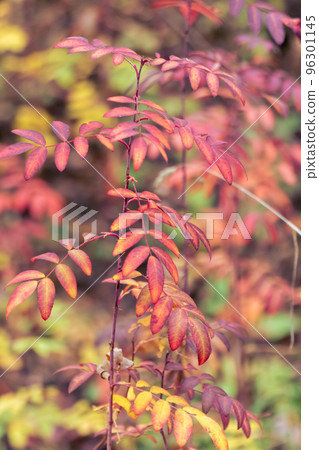 Autumn red colorful leaves bush close-up Autumn red colorful leaves bush close-up 96301145