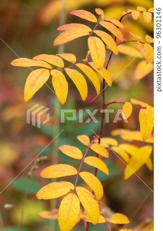 Autumn yellow colorful leaves close-up with blur Autumn yellow colorful leaves close-up with blur 96301146